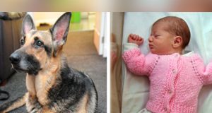Nemačka ovčarka spasla bebu