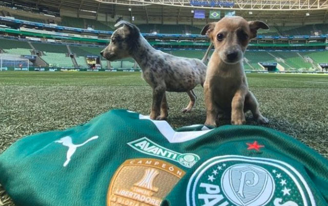 Fudbaleri u naručju drže napuštene pse