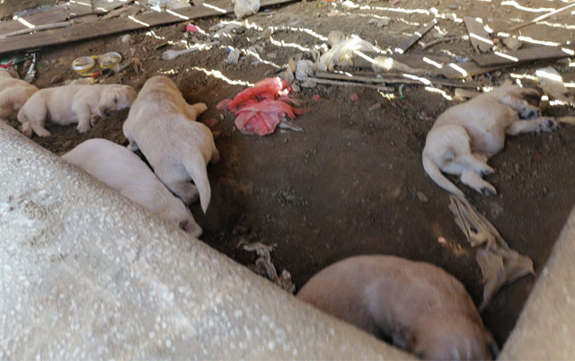 napuštena kujica sa 6 štenaca