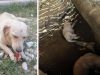 napuštena kujica sa 6 štenaca