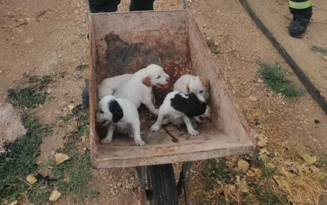 Spaseno 20 štenaca i njihove mame