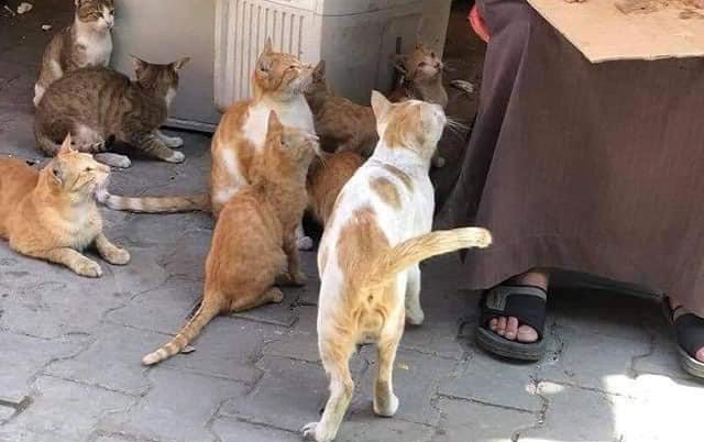 Mačke svete životinje u Egiptu