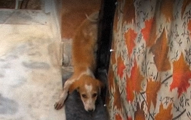 Suludo srećno štene