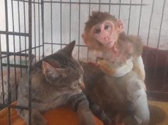 Mačka spasla majmunče