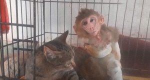 Mačka spasla majmunče
