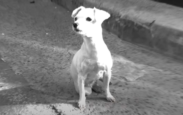 Slepi pas čeka vlasnika