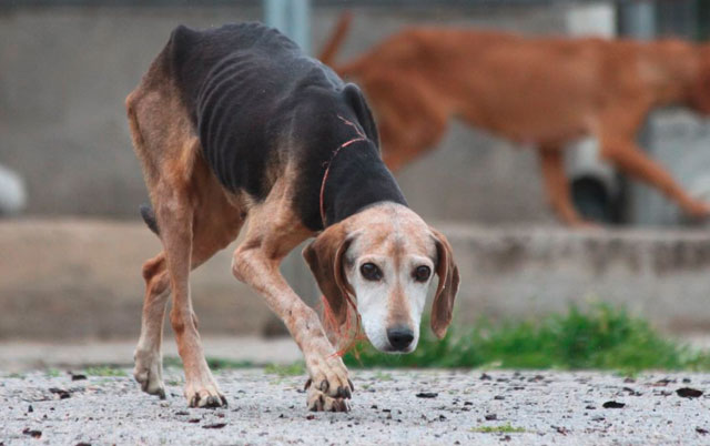 Visoke kazne za zlostavljače pasa u Grčkoj