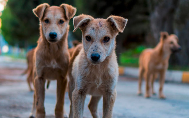 Visoke kazne za zlostavljače pasa u Grčkoj
