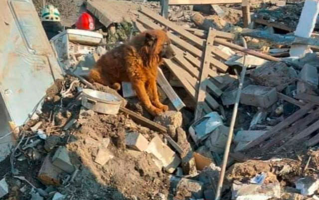 Pas Krim na ruševinama