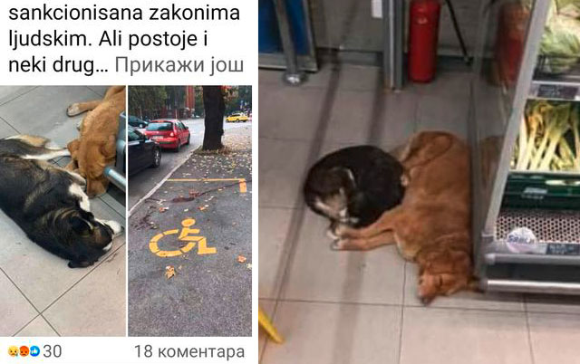 Ubijeni psi u Smederevskoj Palanci