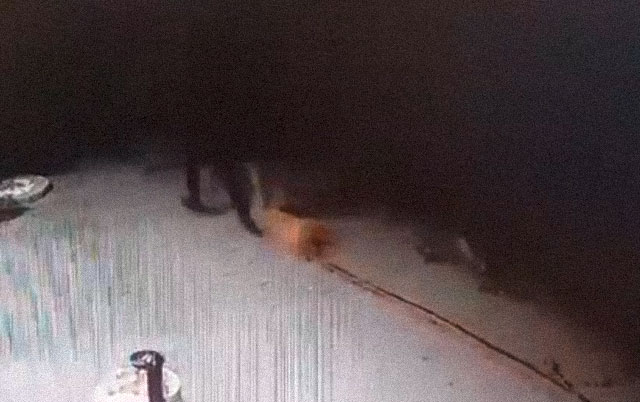 Ubijeni psi u Smederevskoj Palanci