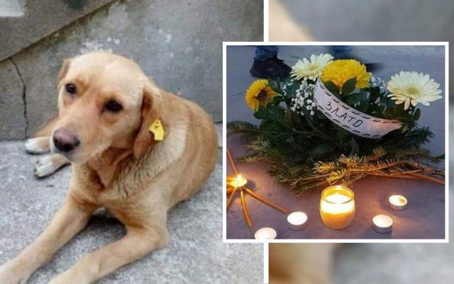 Zlata, ubijen pas u Smederevskoj Palanci
