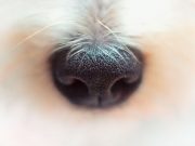 Pas u službi zdravlja