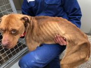 Mogli je dva meseca živeo zaključan u stanu