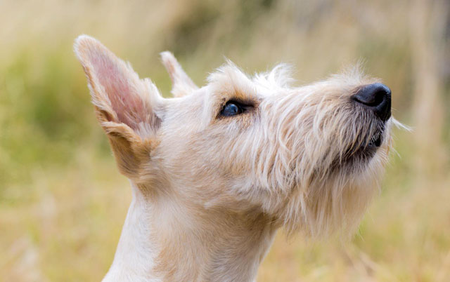 Čišćenje ušiju pasa