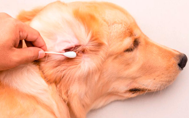 Čišćenje ušiju pasa