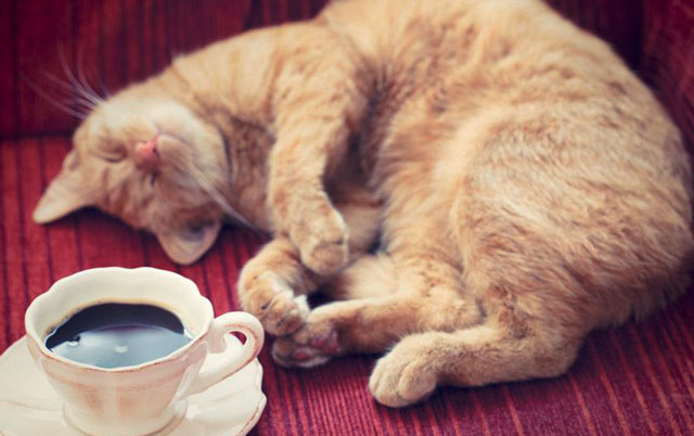 Mačka i kafa