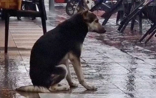 Pas čeka vlasnika