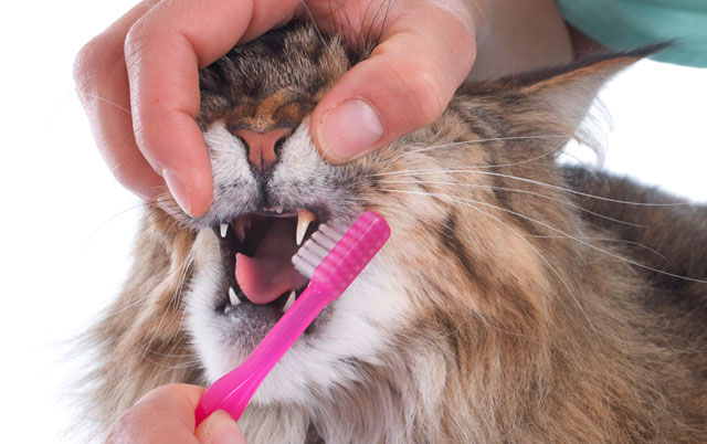 Pranje zuba mačaka