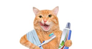 Pranje zuba mačaka