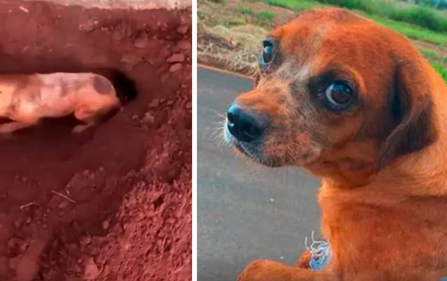 Pas koji je živ zakopan