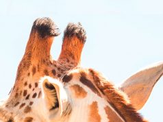 Žirafin rog