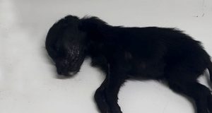 Uginulo štene posle mučenja
