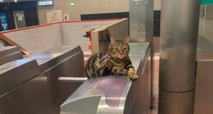 Taga, mačka iz metroa