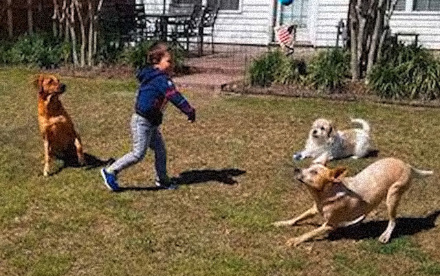 Dečak heroj usvojio tri psa