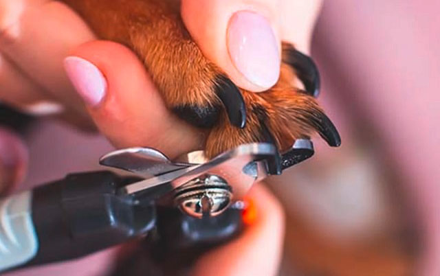Sečenje noktiju kod pasa