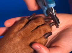 Sečenje noktiju kod pasa