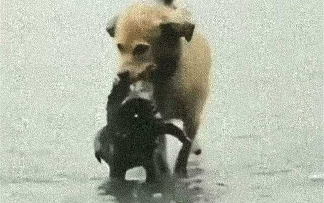 Spasavanje šteneta iz poplave