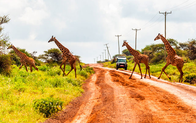 Žirafa u divljini
