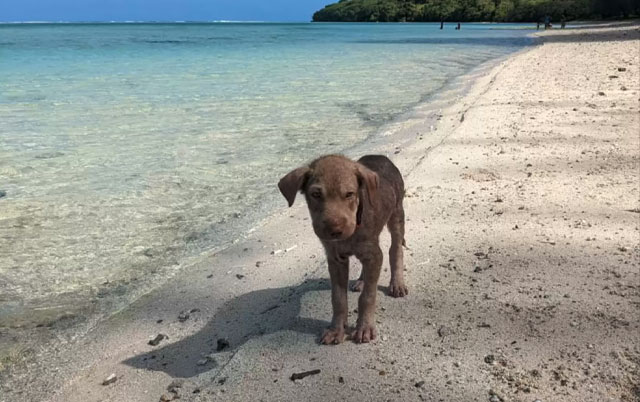 Pas ostavljen na plaži
