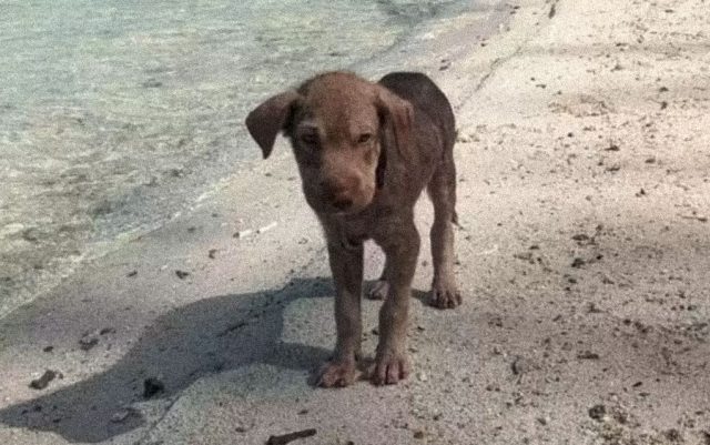 Pas ostavljen na plaži