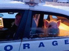 Elvis, uhapšena svinja