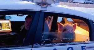Elvis, uhapšena svinja