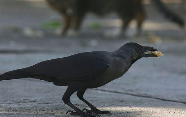 Vrane čistači ulica