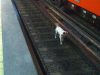 Pas u metrou