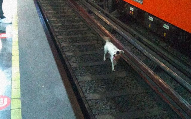 Pas u metrou