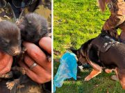 Nemačka ovčarka Opijum